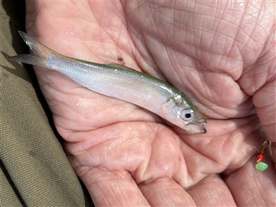 Sild (Clupea harengus) Fanget ved medefiskeri. 
Denne sild blev genudsat. Vestjylland, (sted ikke oplyst) (Havn / mole) sildefiskeri, sildeforfang, høstsild, flue, røget sild, hvide sande