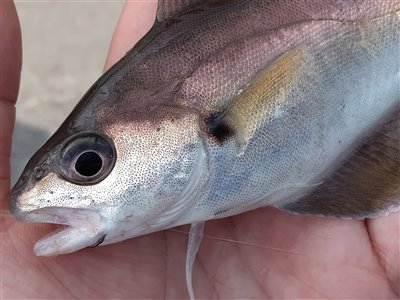 Skægtorsk (Trisopterus luscus) skægtorskfiskeri, torskefisk, 