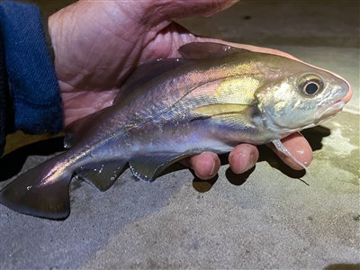 Skægtorsk (Trisopterus luscus) skægtorskfiskeri, torskefisk, 