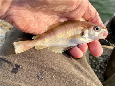 Skægtorsk (Trisopterus luscus) Fanget ved medefiskeri. 
Denne skægtorsk blev genudsat. Vestjylland, (sted ikke oplyst) (Havn / mole) skægtorskfiskeri, torskefisk