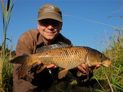 Skælkarpe (inkl. koi karpe) (Cyprinus carpio) Fanget ved medefiskeri.  Østjylland, privat sø (Sø / mose) skælkarpefiskeri, karpefiskeri, regnorm, majs, spejlkarpe, læderkarpe, lineær