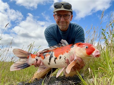 Skælkarpe (inkl. koi karpe) (Cyprinus carpio) Fanget ved medefiskeri. 
Denne skælkarpe (inkl. koi karpe) blev genudsat. Østjylland, (sted ikke oplyst) (Sø / mose) skælkarpefiskeri, karpefiskeri, regnorm, majs, spejlkarpe, læderkarpe, lineær