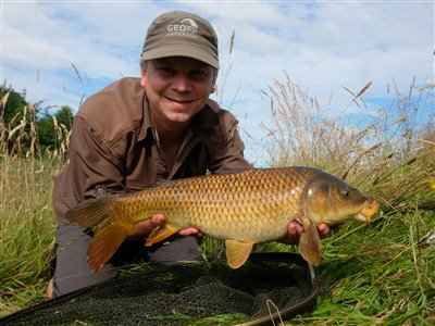 Skælkarpe (inkl. koi karpe) (Cyprinus carpio) Fanget ved medefiskeri.  Østjylland, privat sø (Sø / mose) skælkarpefiskeri, karpefiskeri, regnorm, majs, spejlkarpe, læderkarpe, lineær