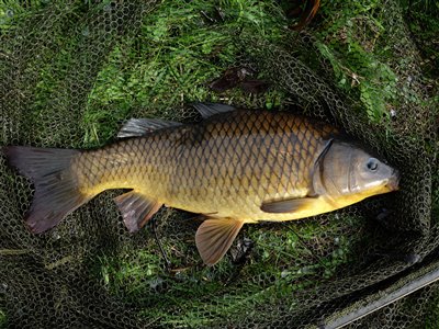 Skælkarpe (inkl. koi karpe) (Cyprinus carpio) Fanget ved medefiskeri.  Østjylland, privat sø (Sø / mose) skælkarpefiskeri, karpefiskeri, regnorm, majs, spejlkarpe, læderkarpe, lineær