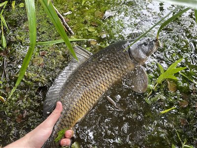 Skælkarpe (inkl. koi karpe) (Cyprinus carpio) Fanget ved medefiskeri. 
Denne skælkarpe (inkl. koi karpe) blev genudsat.
En super fin, mørk skælkarpe på ca 3 kg Nordsjælland, (sted ikke oplyst) (Sø / mose) skælkarpefiskeri, karpefiskeri, regnorm, majs, spejlkarpe, læderkarpe, lineær