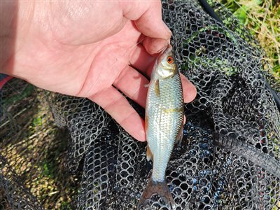 Skalle (Rutilus rutilus) Fanget ved medefiskeri.  Østjylland, (sted ikke oplyst) (Å / bæk) skallefiskeri, sølv, regnorm, majs, brød, fredfisk