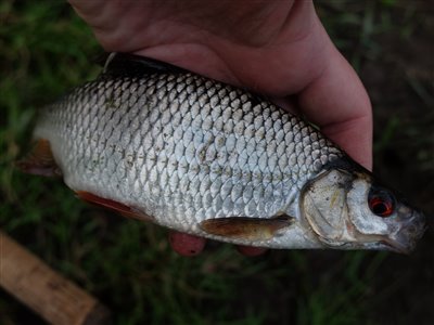 Skalle (Rutilus rutilus) Fanget ved medefiskeri.  Østjylland, Privat mose (Sø / mose) skallefiskeri, sølv, regnorm, majs, brød, fredfisk