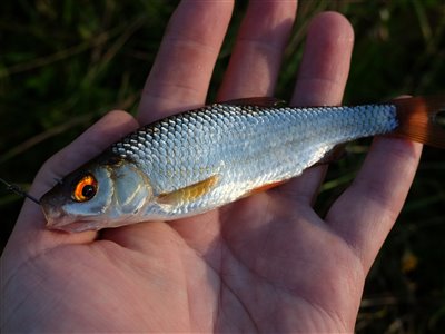 Skalle (Rutilus rutilus) Fanget ved medefiskeri. Skallebæk. Østjylland, privat sø (Sø / mose) skallefiskeri, sølv, regnorm, majs, brød, fredfisk