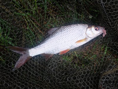 Skalle (Rutilus rutilus) Fanget ved medefiskeri. Skallebæk. Østjylland, Gudenåen (Å / bæk) skallefiskeri, sølv, regnorm, majs, brød, fredfisk