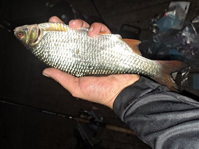 Skalle (Rutilus rutilus) Fanget ved medefiskeri. 
Denne skalle blev genudsat. Østjylland, Bygholm Sø (Sø / mose) skallefiskeri, sølv, regnorm, majs, brød, fredfisk