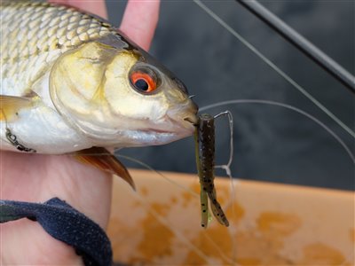 Skalle (Rutilus rutilus) Fanget ved medefiskeri. Skalle fanget på jig. Østjylland, Gudenåen (Å / bæk) skallefiskeri, sølv, regnorm, majs, brød, fredfisk