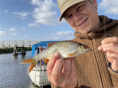 Skalle (Rutilus rutilus) Fanget ved medefiskeri.  Vestjylland, Vonå (Å / bæk) skallefiskeri, sølv, regnorm, majs, brød, fredfisk