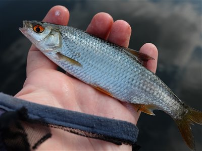 Skalle (Rutilus rutilus) Fanget ved medefiskeri. Skallebæk. Østjylland, Gudenåen (Å / bæk) skallefiskeri, sølv, regnorm, majs, brød, fredfisk