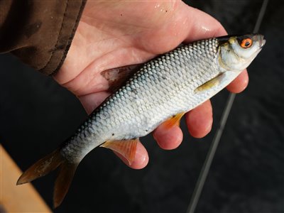 Skalle (Rutilus rutilus) Fanget ved medefiskeri. Skallebæk kiggede også forbi. Østjylland, Gudenåen (Å / bæk) skallefiskeri, sølv, regnorm, majs, brød, fredfisk