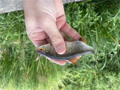 Skalle (Rutilus rutilus) Fanget ved medefiskeri. 
Denne skalle blev genudsat. Nordsjælland, (sted ikke oplyst) (Å / bæk) skallefiskeri, sølv, regnorm, majs, brød, fredfisk