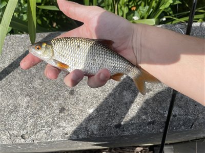 Skalle (Rutilus rutilus) Fanget ved medefiskeri. 
Denne skalle blev genudsat. Nordsjælland, (sted ikke oplyst) (Å / bæk) skallefiskeri, sølv, regnorm, majs, brød, fredfisk