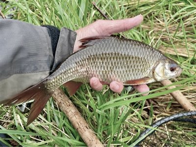 Skalle (Rutilus rutilus) Fanget ved medefiskeri. En ok størrelse skalle
Denne skalle blev genudsat. Syd- og Sønderjylland, (sted ikke oplyst) (Sø / mose) skallefiskeri, sølv, regnorm, majs, brød, fredfisk