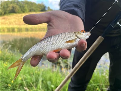 Skalle (Rutilus rutilus) Fanget ved medefiskeri.  Østjylland, privat sø (Sø / mose) skallefiskeri, sølv, regnorm, majs, brød, fredfisk