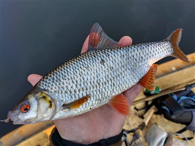 Skalle (Rutilus rutilus) Fanget ved medefiskeri. En fin skalle på 28 cm. Østjylland, Gudenåen (Å / bæk) skallefiskeri, sølv, regnorm, majs, brød, fredfisk