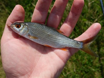 Skalle (Rutilus rutilus) Fanget ved medefiskeri.  Vestjylland, Nissum fjord (Fjord) skallefiskeri, sølv, regnorm, majs, brød, fredfisk