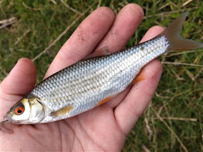 Skalle (Rutilus rutilus) Fanget ved medefiskeri.  Vestjylland, Nissum fjord (Fjord) skallefiskeri, sølv, regnorm, majs, brød, fredfisk