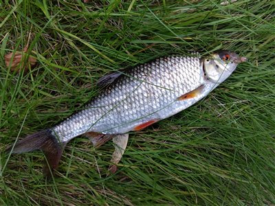 Skalle (Rutilus rutilus) Fanget ved medefiskeri.  Østjylland, Gudenåen (Å / bæk) skallefiskeri, sølv, regnorm, majs, brød, fredfisk