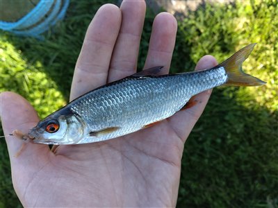 Skalle (Rutilus rutilus) Fanget ved medefiskeri.  Vestjylland, Stauning Havn (Havn / mole) skallefiskeri, sølv, regnorm, majs, brød, fredfisk