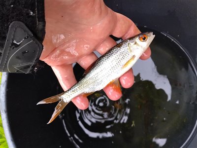 Skalle (Rutilus rutilus) Fanget ved medefiskeri.  Østjylland, privat sø (Sø / mose) skallefiskeri, sølv, regnorm, majs, brød, fredfisk