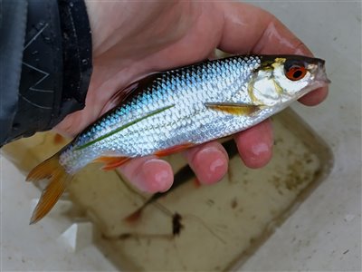 Skalle (Rutilus rutilus) Fanget ved medefiskeri.  Østjylland, (sted ikke oplyst) (Sø / mose) skallefiskeri, sølv, regnorm, majs, brød, fredfisk