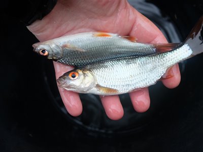 Skalle (Rutilus rutilus) Fanget ved medefiskeri.  Østjylland, privat sø (Sø / mose) skallefiskeri, sølv, regnorm, majs, brød, fredfisk