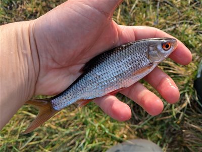 Skalle (Rutilus rutilus) Fanget ved medefiskeri.  Østjylland, privat sø (Sø / mose) skallefiskeri, sølv, regnorm, majs, brød, fredfisk