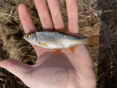 Skalle (Rutilus rutilus) Fanget ved medefiskeri. En af ca 10 småskaller Nordsjælland, (sted ikke oplyst) (Sø / mose) skallefiskeri, sølv, regnorm, majs, brød, fredfisk