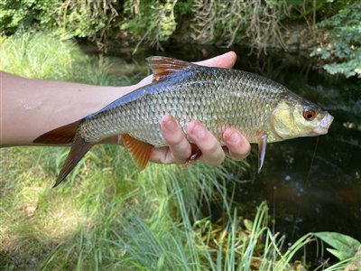 Skalle (Rutilus rutilus) Fanget ved medefiskeri. 
Denne skalle blev genudsat.
En flot stor skovsø-skalle  Nordsjælland, (sted ikke oplyst) (Sø / mose) skallefiskeri, sølv, regnorm, majs, brød, fredfisk