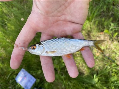 Skalle (Rutilus rutilus) Fanget ved medefiskeri. Lille skalle, men årets første Nordsjælland, (sted ikke oplyst) (Sø / mose) skallefiskeri, sølv, regnorm, majs, brød, fredfisk