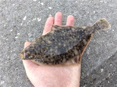 Skrubbe (Platichthys flesus) Fanget ved medefiskeri. En lille fladfisk fra Thorsminde. Vestjylland, Thorsminde (Havn / mole) skrubbefiskeri, fladfisk, børsteorm, sild, sandorm, sandigler, tobis