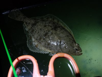 Skrubbe (Platichthys flesus) Fanget ved medefiskeri.  Østjylland, Fjellerup Strand (Kyst) skrubbefiskeri, fladfisk, børsteorm, sild, sandorm, sandigler, tobis