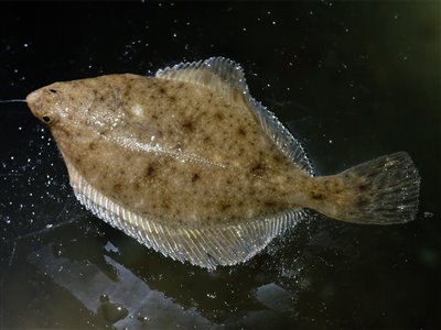 Skrubbe (Platichthys flesus) Fanget ved medefiskeri.  Østjylland, Lillebælt (Kyst) skrubbefiskeri, fladfisk, børsteorm, sild, sandorm, sandigler, tobis