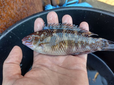 Småmundet gylte (Centrolabrus exoletus) Fanget ved medefiskeri.  Nordjylland, (sted ikke oplyst) (Havn / mole) småmundet gyltefiskeri