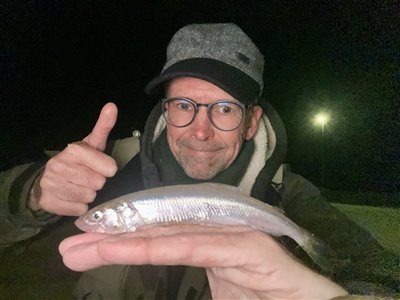 Smelt (Osmerus eperlanus) Fanget ved medefiskeri. 
Denne smelt blev hjemtaget. Syd- og Sønderjylland, (sted ikke oplyst) (Havn / mole) smeltfiskeri