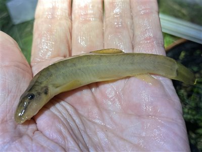 Smerling (almindelig) (Barbatula barbatula) Fanget ved medefiskeri. 
Denne smerling (almindelig) blev genudsat. Østjylland, (sted ikke oplyst) (Å / bæk) smerlingfiskeri