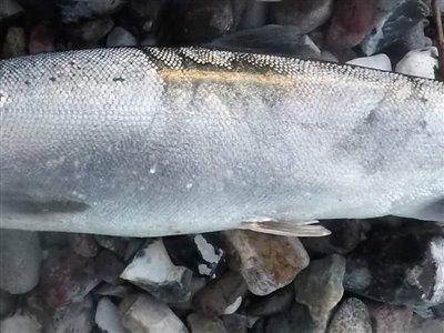 Sølvlaks (Oncorhynchus kisutch) Fanget ved spinnefiskeri. Den 14. august var jeg ude for at teste ILures Tobisen på Fyn. 15 minutter inde i fiskeriet, fik jeg en havørred på lige over 50 cm, en pragtfuld fisk som skulle hjem på grillen. Efter adrenalinen havde lagt sig, bevægede jeg mig igen ud i vandet. 
Der skulle ikke gå længe, før der endnu engang var flex på stangen. 40-50 meter ude i kastet fik jeg et kontant hug, og jeg var ikke i tvivl om, at der var tale om en rigtig god fisk. Herefter begyndte en fight, som noget jeg aldrig har oplevet før. Fisken tog hele 4 udløb, hvor den på få sekunder rev mellem 30-50 meter line af spolen. Jeg var sikker på, at jeg havde fået fat i en af de helt store havørreder. Men da jeg langt om længe, kunne nette en nærmest helt uvirkelig blank sølvfisk, blev jeg noget overrasket. For det første var fisken ikke nær så stor, som jeg havde regnet med, men det var heller ikke en havørred. 
Sølvlaksen målte 54 cm og 1950g – en fight for livet!

Med tilladelse fra admin:
- ILURES Tobis kan købes på: www.ilures.dk Fyn og øerne, (sted ikke oplyst) (Kyst) sølvlaksefiskeri