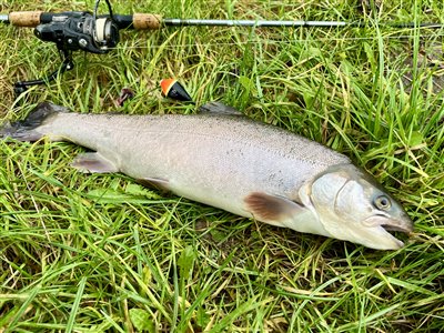 Sølvørred (Salmo trutta x Salvelinus alpinus) Fanget ved medefiskeri. 
Denne sølvørred blev hjemtaget. Syd- og Sønderjylland, (sted ikke oplyst) (Put & Take) sølvørredfiskeri