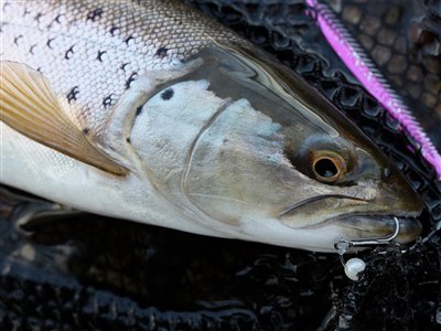 Søørred (Salmo trutta forma lacustris) Fanget ved spinnefiskeri. Min første søørred nogensinde. Fanget på den helt rigtige måde ved vadefiskeri på blink!
Fisken blev genudsat. Østjylland, (sted ikke oplyst) (Sø / mose) søørredfiskeri, blink, sø