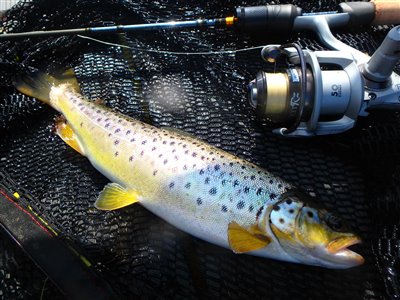 Søørred (Salmo trutta forma lacustris) Fanget ved spinnefiskeri. Begge søørreder var i midttrediverne, men der skulle være større eksemplarer i søen
Denne søørred blev genudsat. Vestjylland, (sted ikke oplyst) (Sø / mose) søørredfiskeri, blink, sø