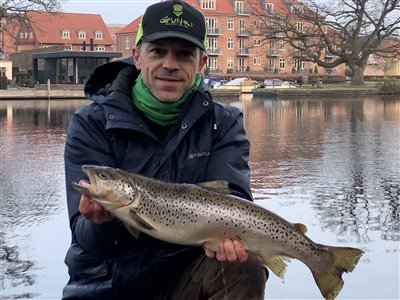 Søørred (Salmo trutta forma lacustris) Fanget ved spinnefiskeri.  Østjylland, Gudenåen (Å / bæk) søørredfiskeri, blink, sø