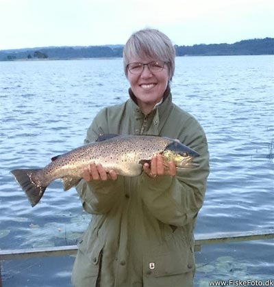 Søørred (Salmo trutta forma lacustris) Fanget ved spinnefiskeri. 
Denne søørred blev hjemtaget.
Dette er min første søørred. Østjylland, (sted ikke oplyst) (Sø / mose) søørredfiskeri, blink, sø