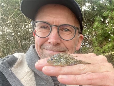 Solaborre (Lepomis gibbosus) Fanget ved medefiskeri. 
Denne solaborre blev hjemtaget. Vestjylland, (sted ikke oplyst) (Sø / mose) solaborrefiskeri, put and take, regnorm, prop, invasiv, art