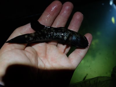 Sortkutling (Gobius niger) Fanget ved medefiskeri.  Østjylland, Fjellerup Strand (Kyst) sortkutlingefiskeri, sort, regnorm