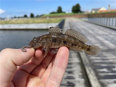 Sortkutling (Gobius niger) Fanget ved medefiskeri. 
Denne sortkutling blev genudsat. Nordsjælland, Helsingør statshavn (Havn / mole) sortkutlingefiskeri, sort, regnorm