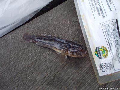 Sortkutling (Gobius niger) Fanget ved medefiskeri. Den forjættede sorte kutling, hele 8 cm. Jeg så større kutlinger i havnen, en på måske 12 cm.
Denne sortkutling blev genudsat.
Dette er min første sortkutling. Vest- og Sydsjælland, Kastrup havn (Havn / mole) sortkutlingefiskeri, sort, regnorm